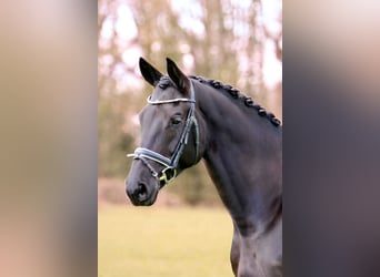 Trakehner, Gelding, 6 years, 17 hh, Smoky-Black