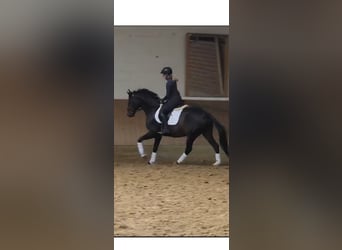 Trakehner, Gelding, 7 years, 15.2 hh, Brown