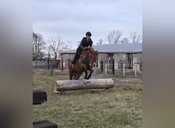 Trakehner, Gelding, 7 years, 16,1 hh, Chestnut-Red