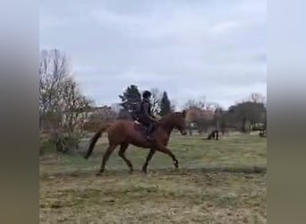 Trakehner, Gelding, 7 years, 16,1 hh, Chestnut-Red