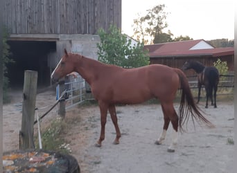 Trakehner, Gelding, 7 years, 16.1 hh, Chestnut-Red