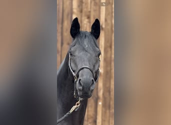 Trakehner, Gelding, 7 years, 16.2 hh, Black