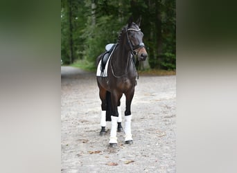 Trakehner, Gelding, 7 years, 16.2 hh, Smoky-Black