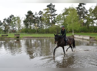 Trakehner, Gelding, 7 years, 16,3 hh, Bay-Dark