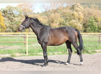 Trakehner, Gelding, 7 years, 16.3 hh, Brown