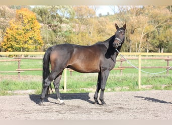 Trakehner, Gelding, 7 years, 16.3 hh, Brown