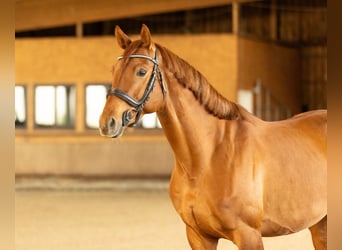 Trakehner, Gelding, 7 years, 16 hh, Chestnut-Red