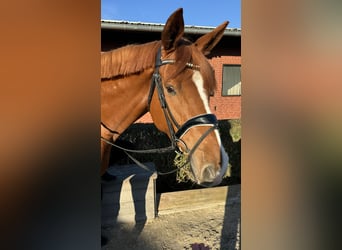 Trakehner, Gelding, 7 years, 17,1 hh, Chestnut-Red