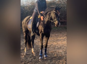 Trakehner, Gelding, 7 years, 17 hh, Black