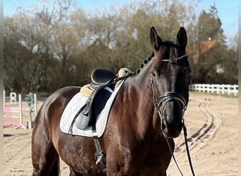 Trakehner, Gelding, 7 years, 17 hh, Black