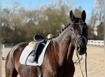 Trakehner, Gelding, 7 years, 17 hh, Black
