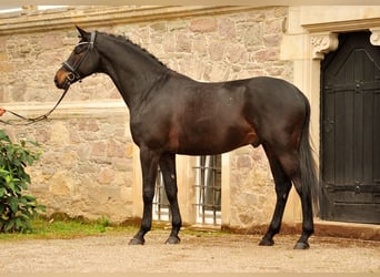 Trakehner, Gelding, 7 years, 17 hh, Smoky-Black