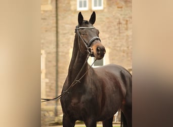 Trakehner, Gelding, 7 years, 17 hh, Smoky-Black