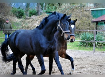 Trakehner, Gelding, 7 years, 17 hh, Smoky-Black