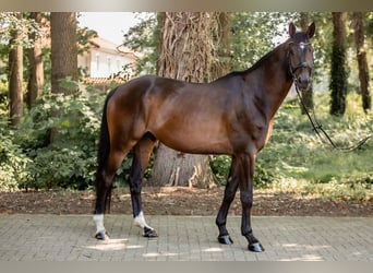 Trakehner, Gelding, 7 years, 17,1 hh, Brown