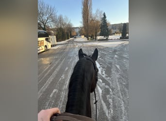 Trakehner, Gelding, 8 years, 16,1 hh, Bay-Dark