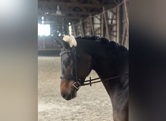 Trakehner, Gelding, 8 years, 16,1 hh, Bay-Dark