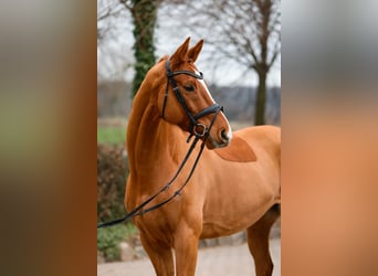 Trakehner, Gelding, 8 years, 16.1 hh, Chestnut-Red