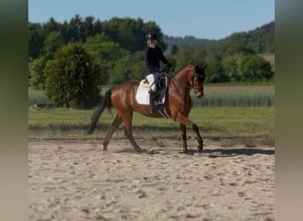Trakehner, Gelding, 8 years, 16 hh, Brown