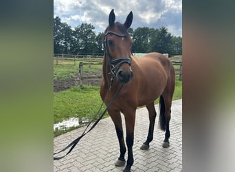 Trakehner, Gelding, 8 years, 16 hh, Brown