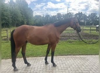 Trakehner, Gelding, 8 years, 16 hh, Brown