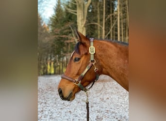 Trakehner, Gelding, 8 years, 16 hh, Brown