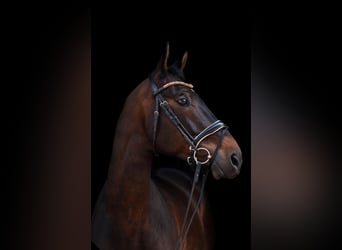 Trakehner, Gelding, 8 years, 16,3 hh, Brown