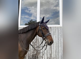 Trakehner, Gelding, 9 years, 16.1 hh, Bay-Dark