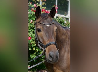 Trakehner, Gelding, 9 years, 16.1 hh, Bay-Dark