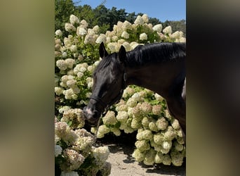 Trakehner, Gelding, 9 years, 16.1 hh, Black Trakehner, Gelding, 9 years, 16.1 hh, Black