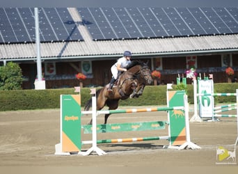 Trakehner, Gelding, 9 years, 16,2 hh, Bay-Dark