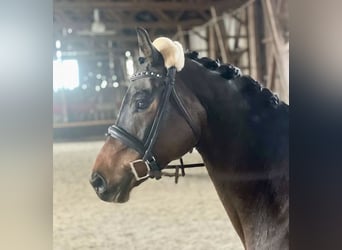 Trakehner, Gelding, 9 years, 16.2 hh, Brown