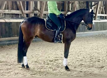 Trakehner, Gelding, 9 years, 16.2 hh, Brown