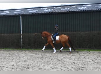 Trakehner, Gelding, 9 years, 16,2 hh, Chestnut-Red