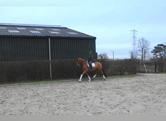 Trakehner, Gelding, 9 years, 16,2 hh, Chestnut-Red