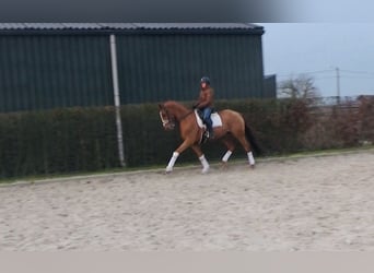 Trakehner, Gelding, 9 years, 16,2 hh, Chestnut-Red