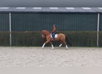 Trakehner, Gelding, 9 years, 16,2 hh, Chestnut-Red