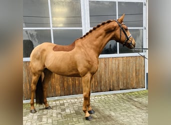 Trakehner, Gelding, 9 years, 16,2 hh, Chestnut-Red