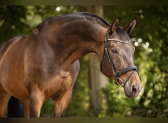 Trakehner, Gelding, 9 years, 16.3 hh, Brown