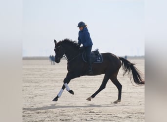 Trakehner, Gelding, 9 years, 16.3 hh, Brown