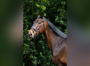 Trakehner, Gelding, 9 years, 16.3 hh, Brown