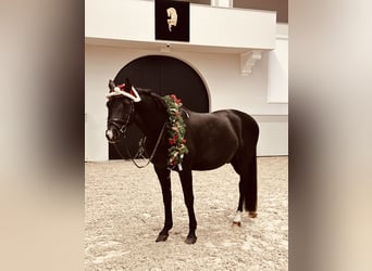 Trakehner, Gelding, 9 years, 16,1 hh, Bay-Dark