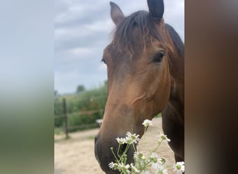 Trakehner, Gelding, 9 years, 16,2 hh, Brown