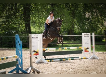 Trakehner, Gelding, 9 years, 16,2 hh, Smoky-Black