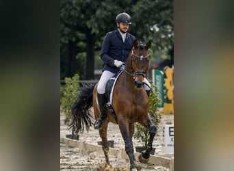 Trakehner, Gelding, 9 years, 17 hh, Bay-Dark