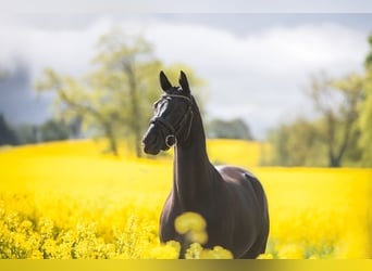 Trakehner, Gelding, 9 years, 17 hh, Black