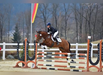 Trakehner, Giumenta, 10 Anni, 164 cm, Baio
