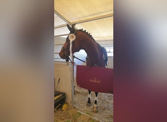 Trakehner, Giumenta, 10 Anni, 164 cm, Baio