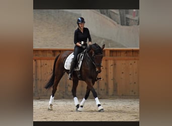 Trakehner, Giumenta, 10 Anni, 164 cm, Baio