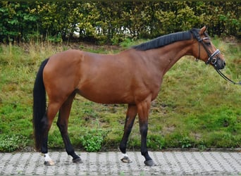 Trakehner, Giumenta, 10 Anni, 165 cm, Baio